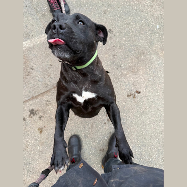 Photo of Gypsy