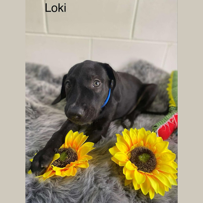 Photo of Loki