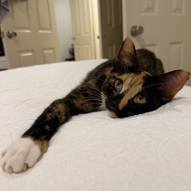Photo of Elvie