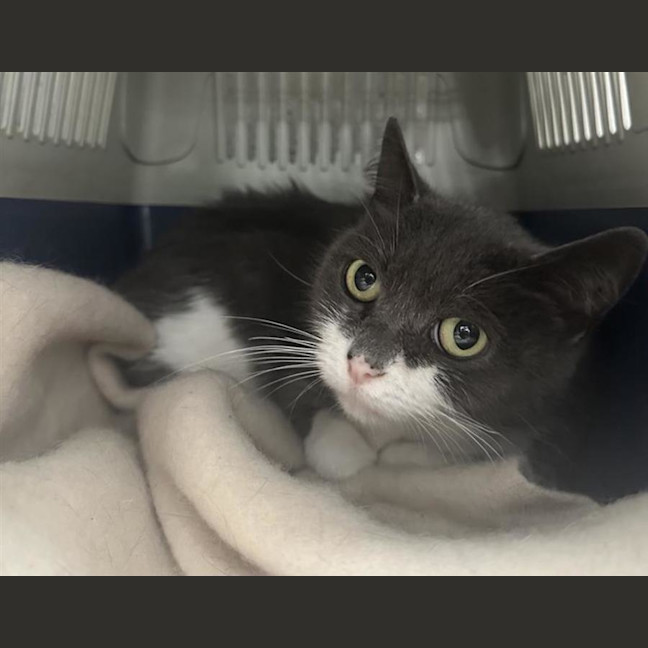 Photo of Bandit
