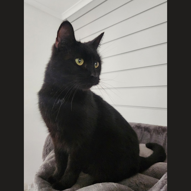 Photo of Puss Puss Mickey