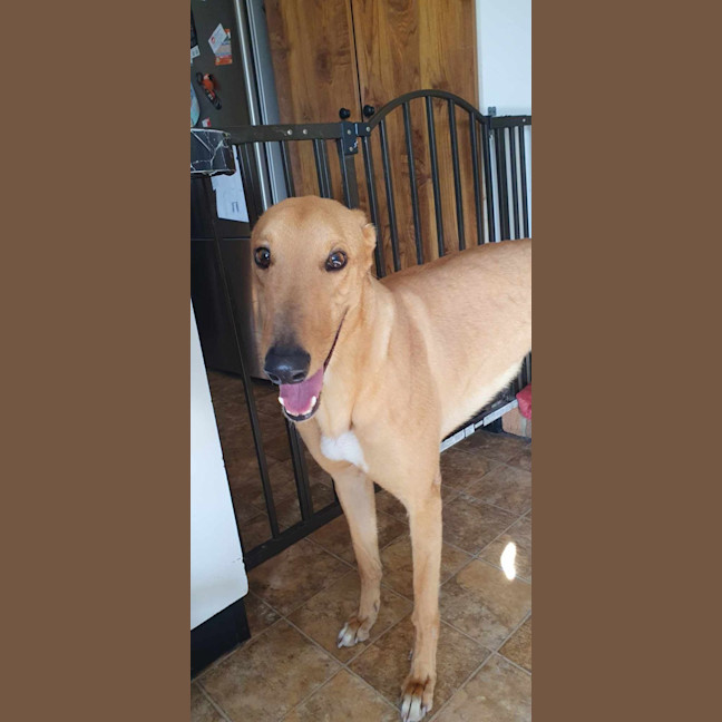 Photo of Buckley The Greyhound