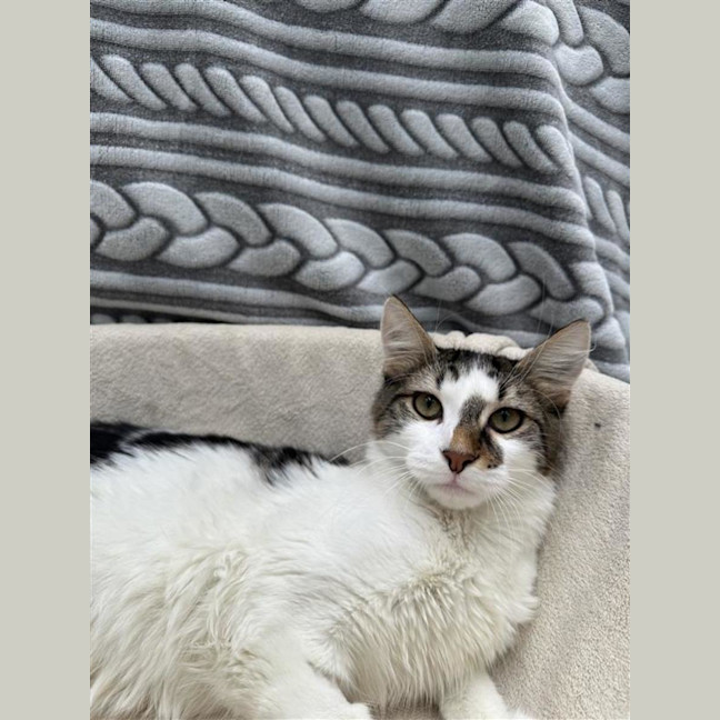Photo of Pear