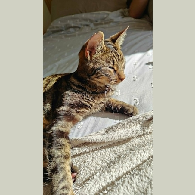Photo of Sunday *9 Lives Project Rescue*