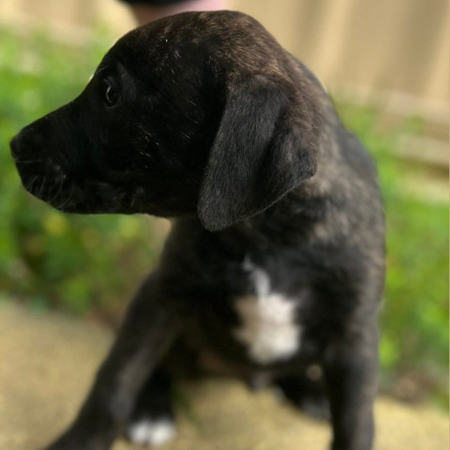 Photo of Dipper
