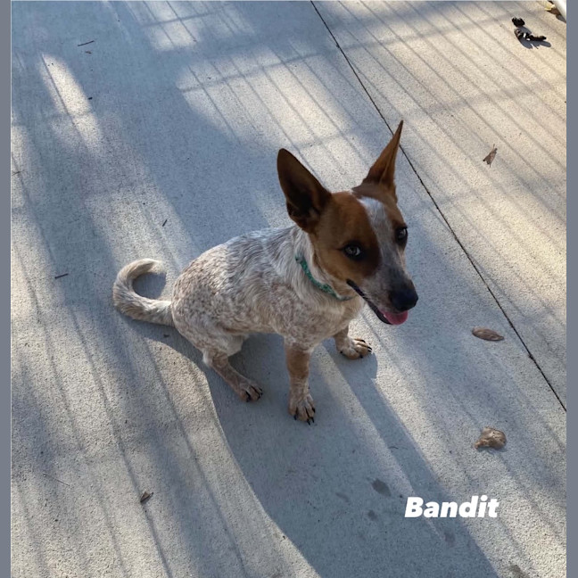 Photo of Bandit