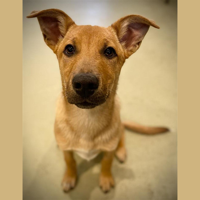 Photo of Bandit