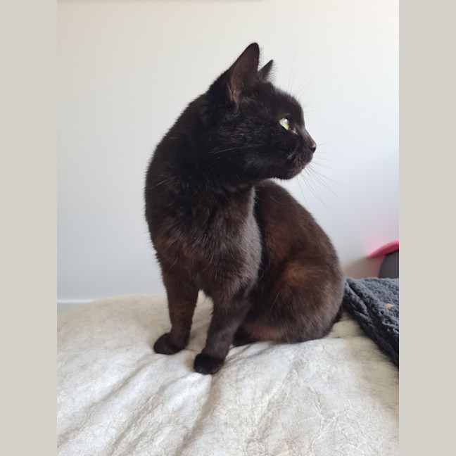 Photo of Lola (Aka Spot)