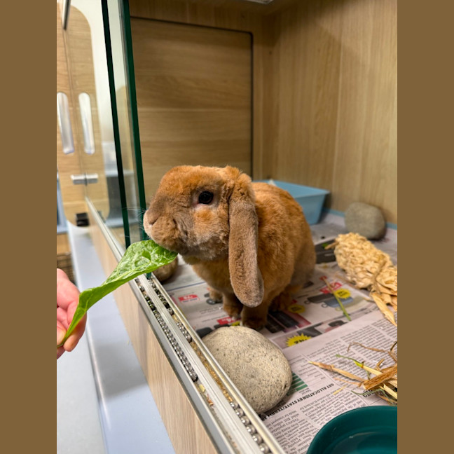 Photo of 🥗 Twitch 7043 🥗