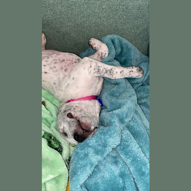 Photo of Clover   3 Month Old Cattle Dog X