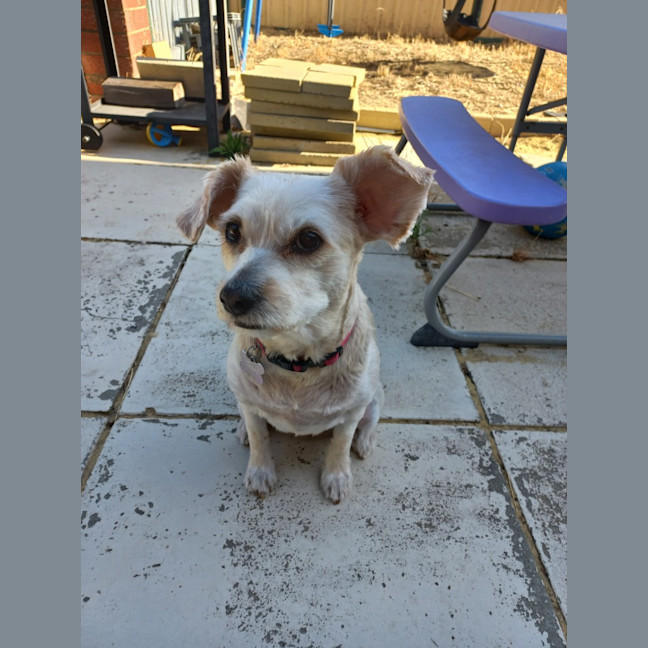 Photo of Sophie (Was Toast)