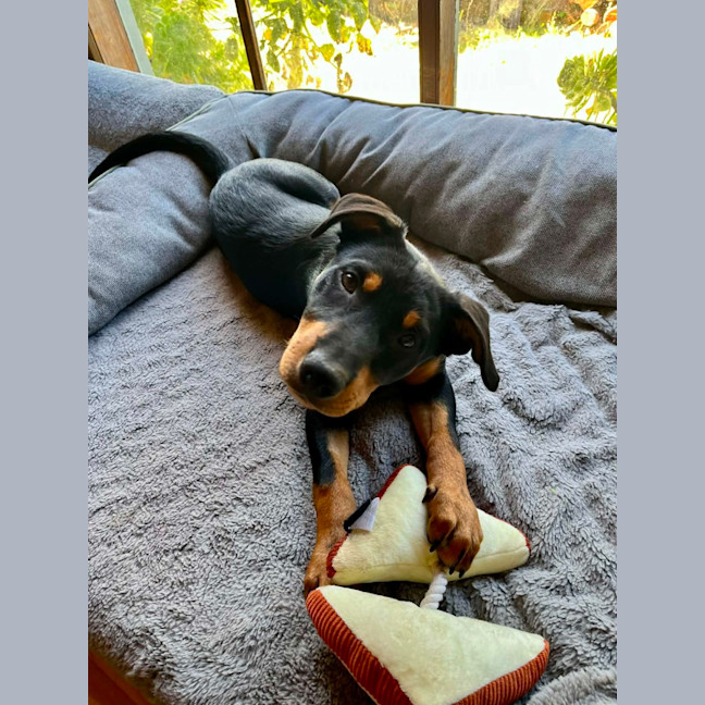 Photo of Rex