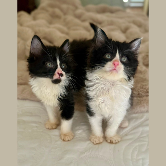 Photo of Charlie And Chaplin 