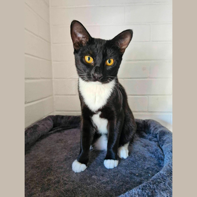 Photo of Archie