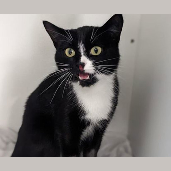 Photo of Luna