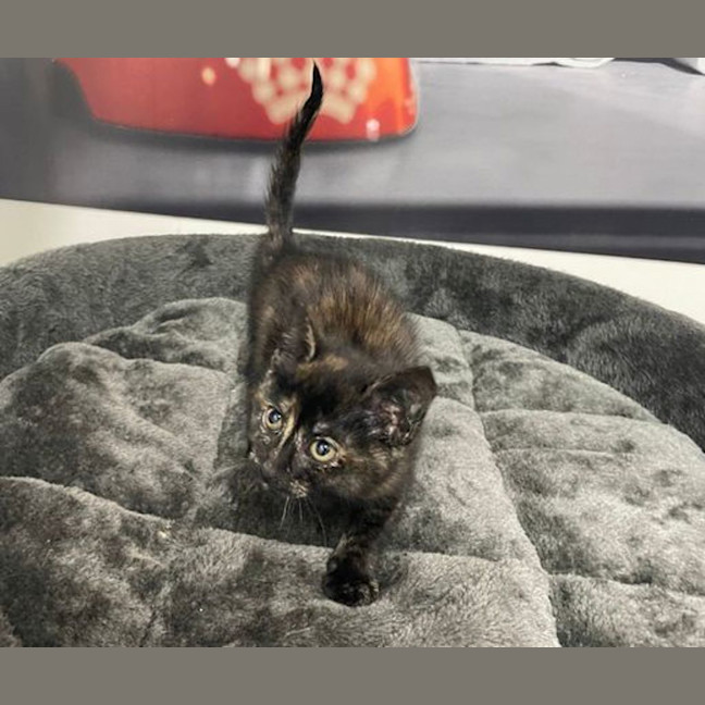 Photo of Tootsie