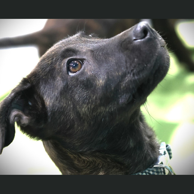 Photo of Clementine