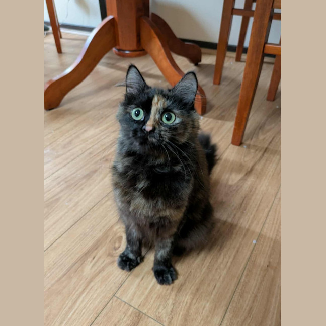 Photo of Daisy