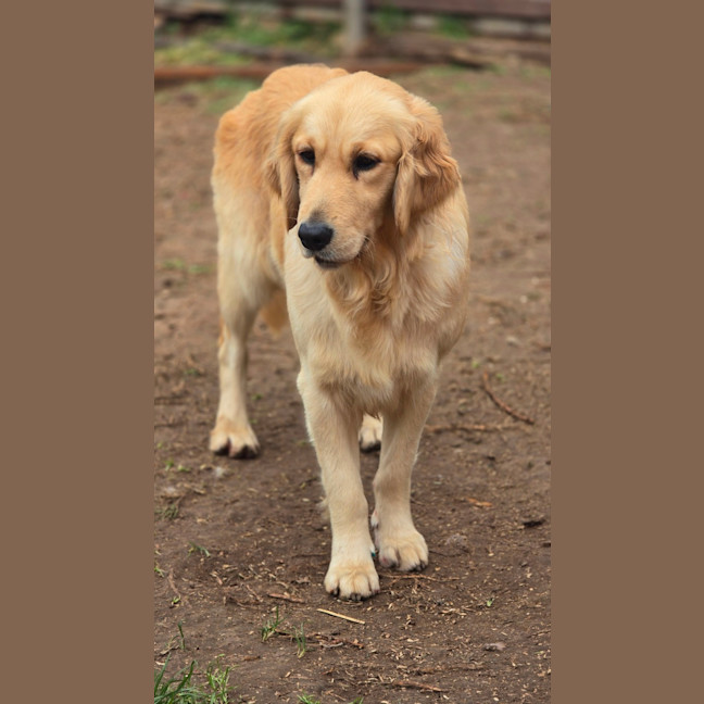 Photo of Stella