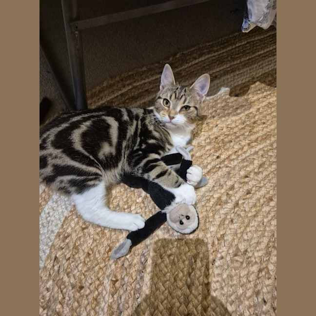 Photo of Bermuda *9 Lives Project Rescue*