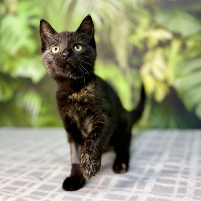 Photo of Piper   Located In Frankston