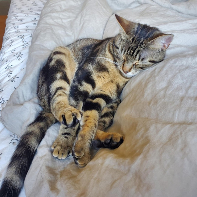 Photo of Miffy   Located In Coburg