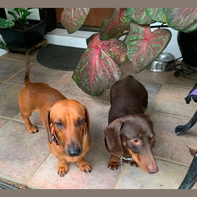 Photo of Max And Teddy