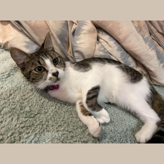 Photo of Missy   Reduced Adoption Fee