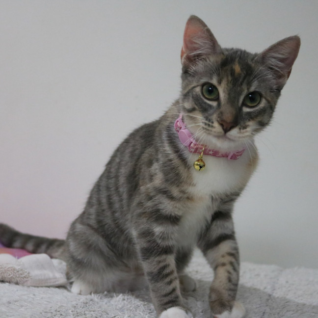 Photo of Socks
