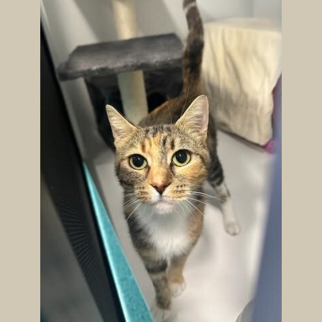Photo of Peaches