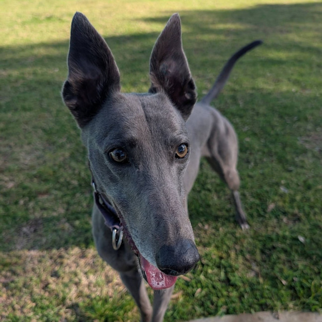 Photo of Nirvana The Greyhound