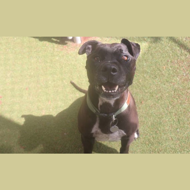 Photo of Tyson