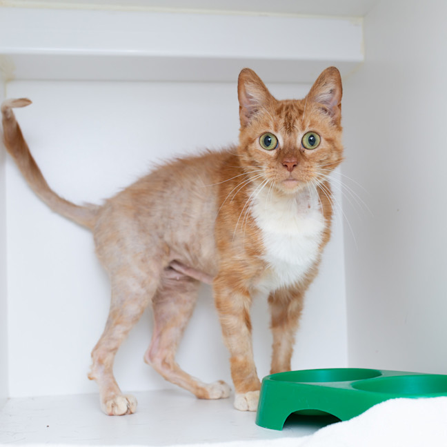 Photo of Marmalade (Previously Skipper)