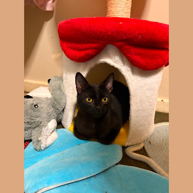 Photo of Onyx