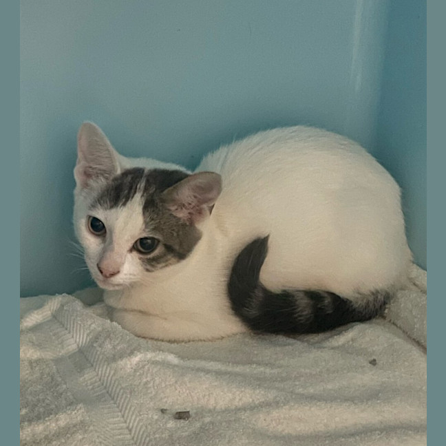 Photo of Constantine