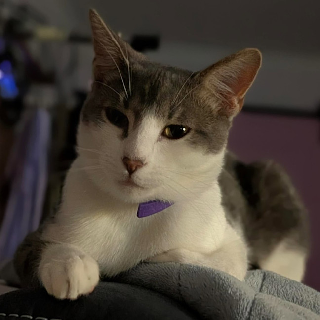 Photo of 13676   Smokey