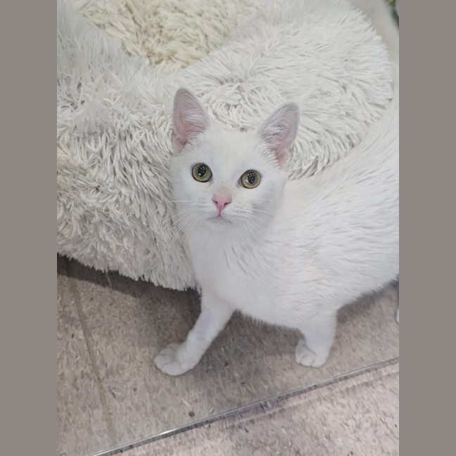 Photo of Cinnamaroll 