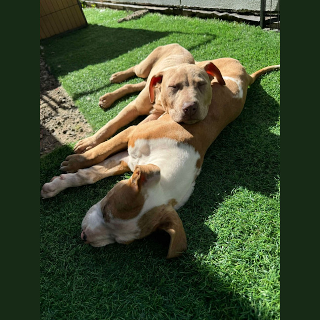 Photo of Bubble O Bill