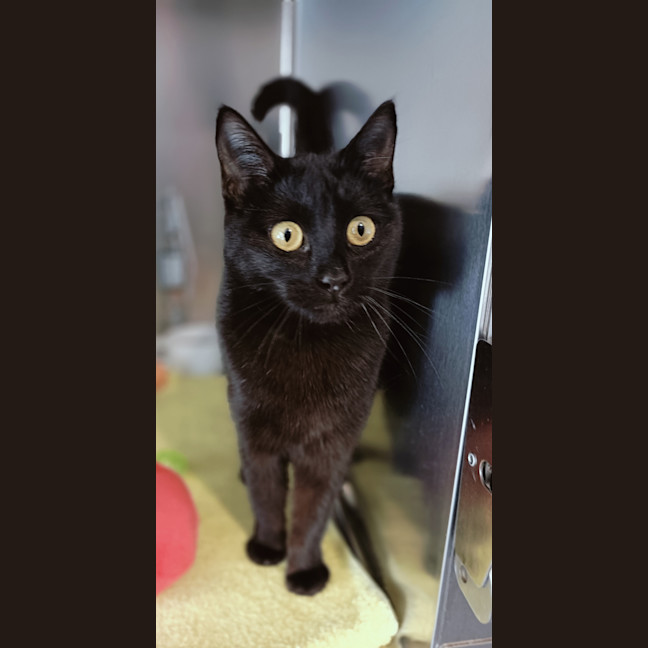 Photo of Cinder