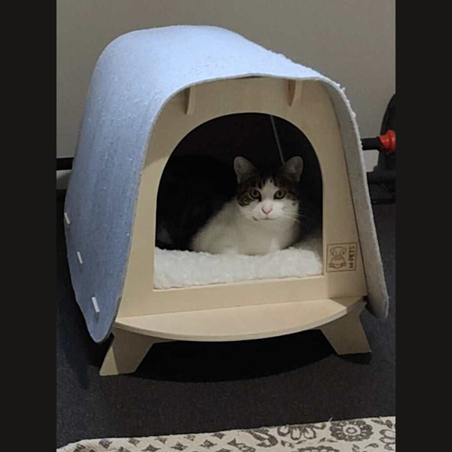 Photo of Amber