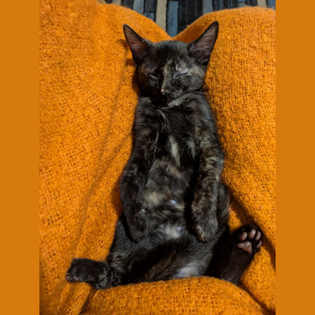 Photo of Luna