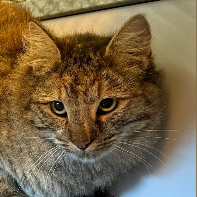Photo of Daphne