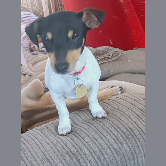 Photo of Hurkle Durkle