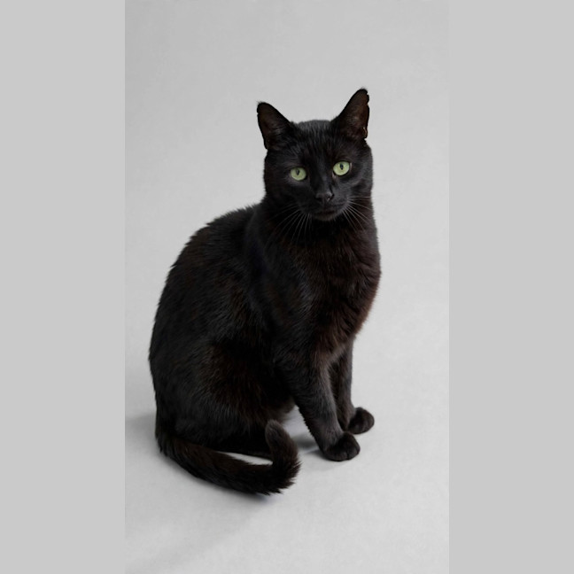 Photo of Gomez