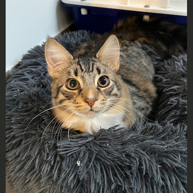 Photo of Picklebean