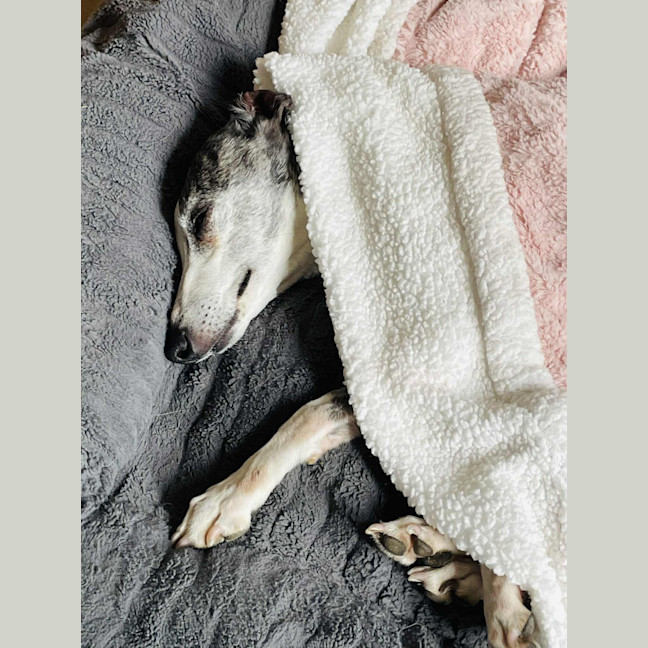 Photo of Ren   Tiny Whippet