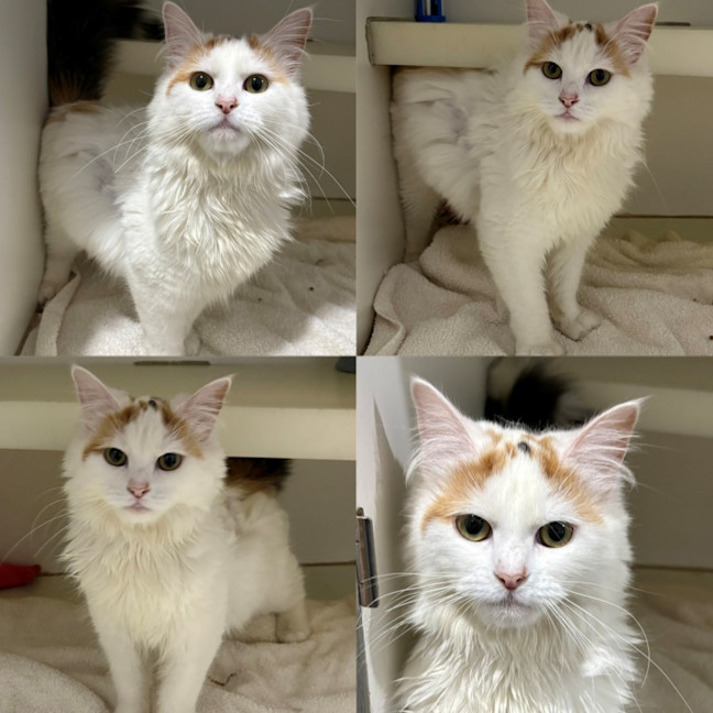 Photo of Maple