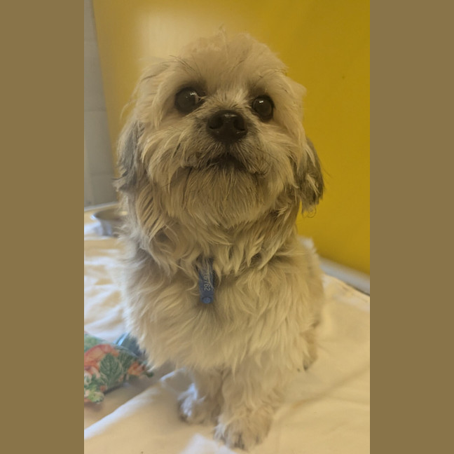 Photo of Jazz