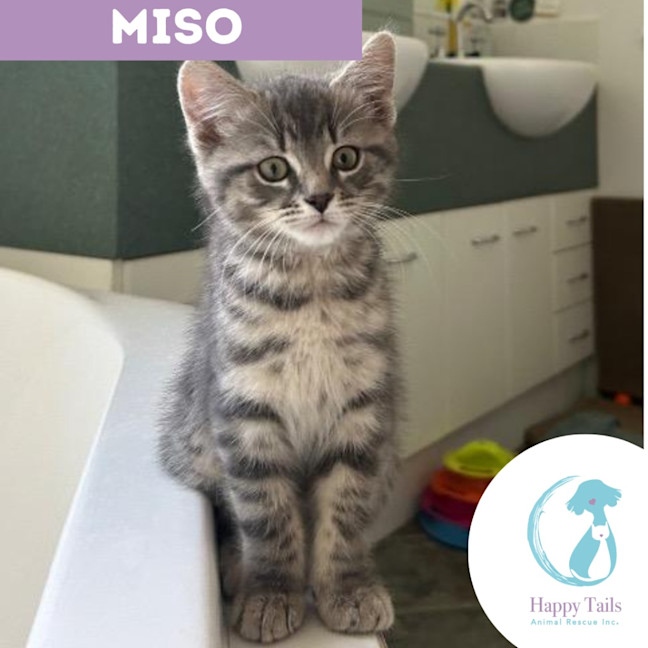 Photo of Miso