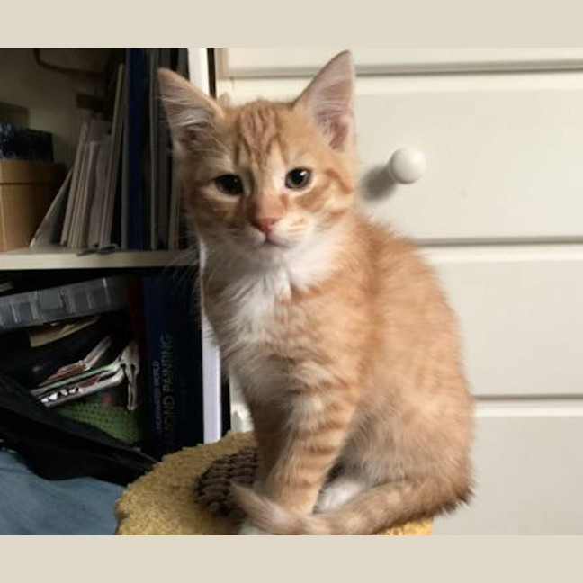 Photo of Nacho